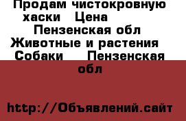 Продам чистокровную хаски › Цена ­ 2 000 - Пензенская обл. Животные и растения » Собаки   . Пензенская обл.